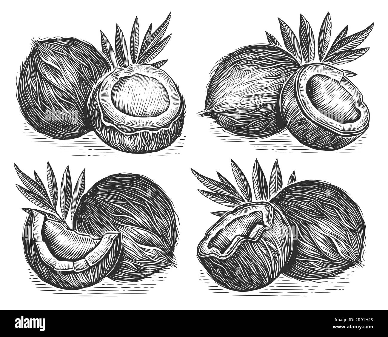 Kokosnüsse mit Blättern, gezeichnet im Skizzenstil. Beispiel für tropische Speisen Stockfoto