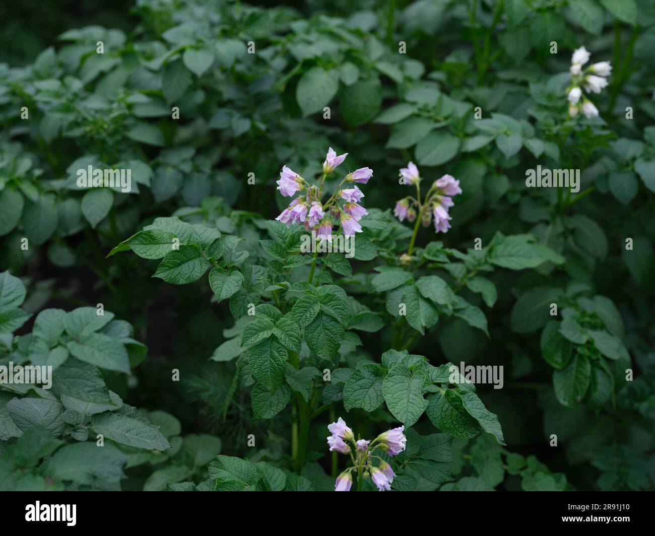 Blumen einer Kartoffelpflanze. Schließen. Stockfoto