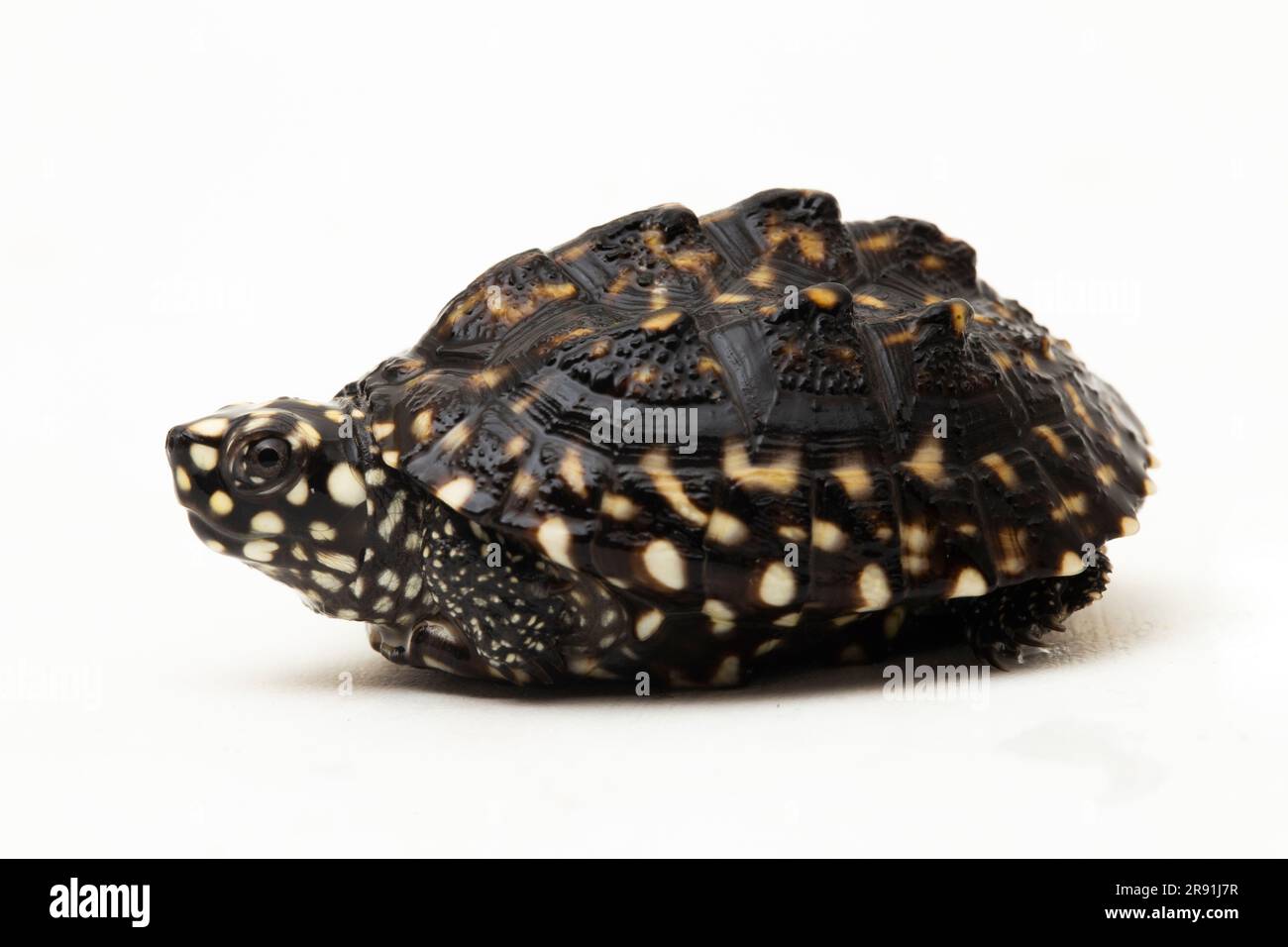 Die schwarze Teichschildkröte (Geoclemys hamiltonii), die gefleckte Teichschildkröte oder die indische Fleckschildkröte isoliert auf weißem Hintergrund Stockfoto