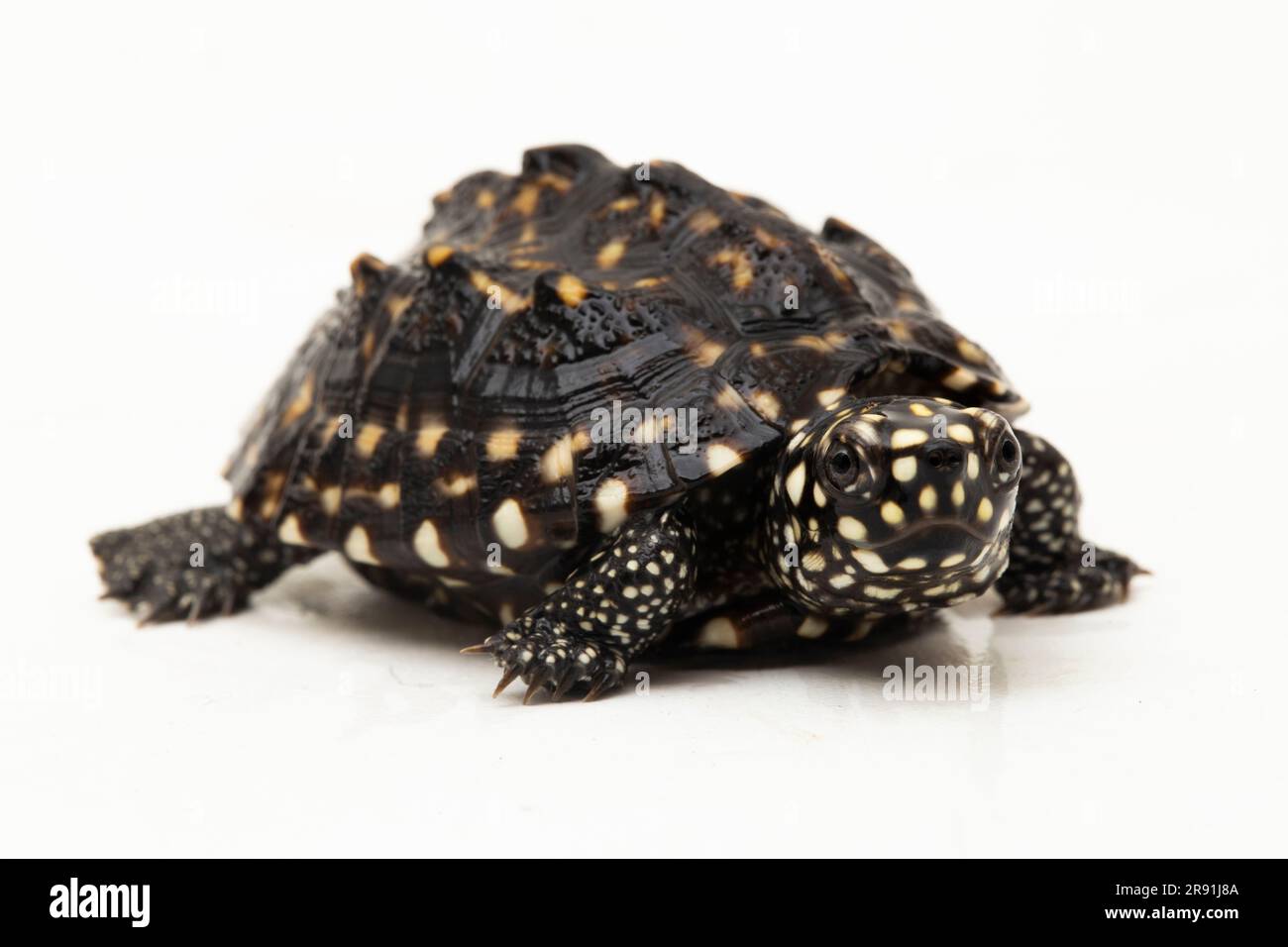 Die schwarze Teichschildkröte (Geoclemys hamiltonii), die gefleckte Teichschildkröte oder die indische Fleckschildkröte isoliert auf weißem Hintergrund Stockfoto