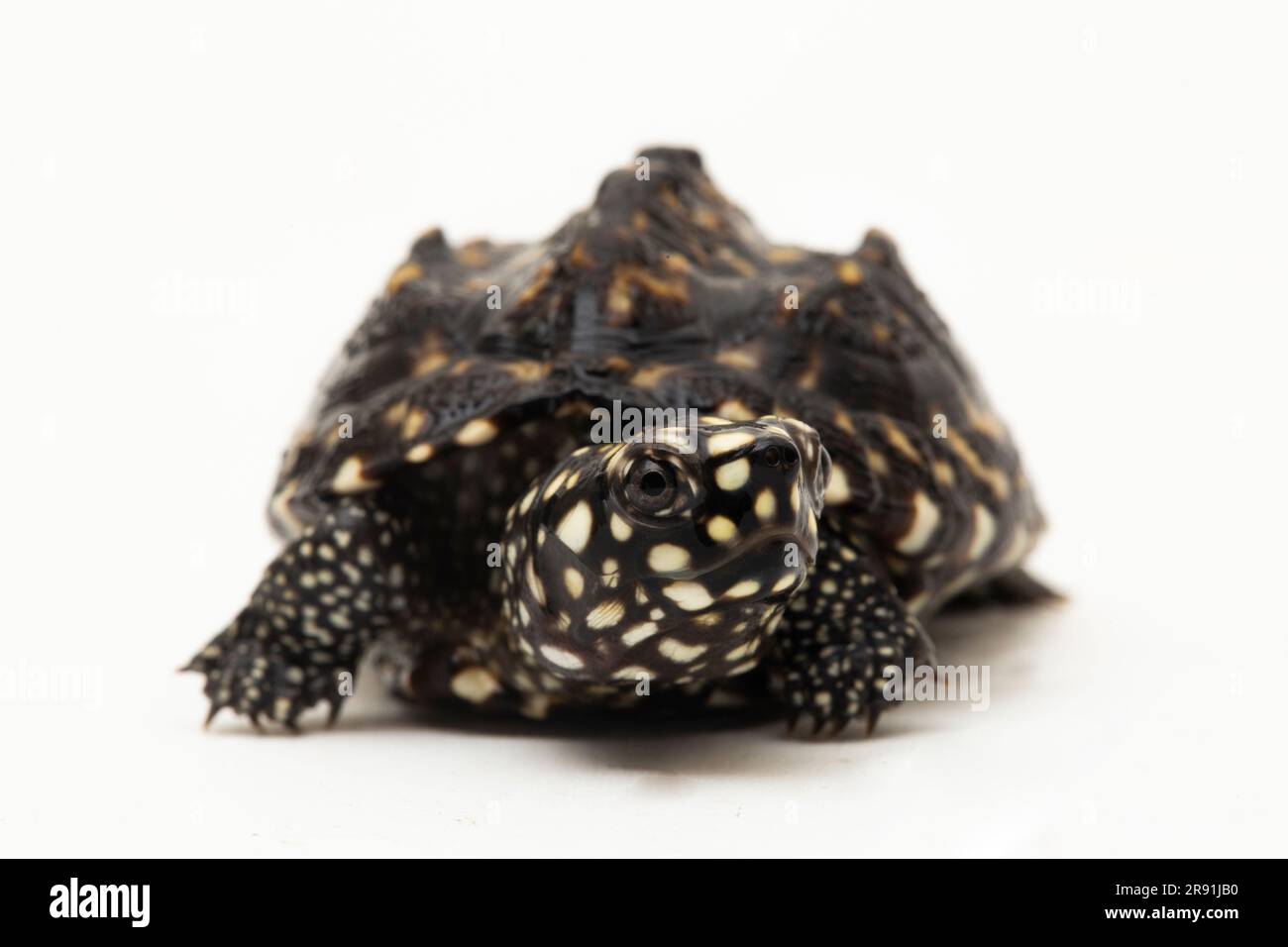 Die schwarze Teichschildkröte (Geoclemys hamiltonii), die gefleckte Teichschildkröte oder die indische Fleckschildkröte isoliert auf weißem Hintergrund Stockfoto