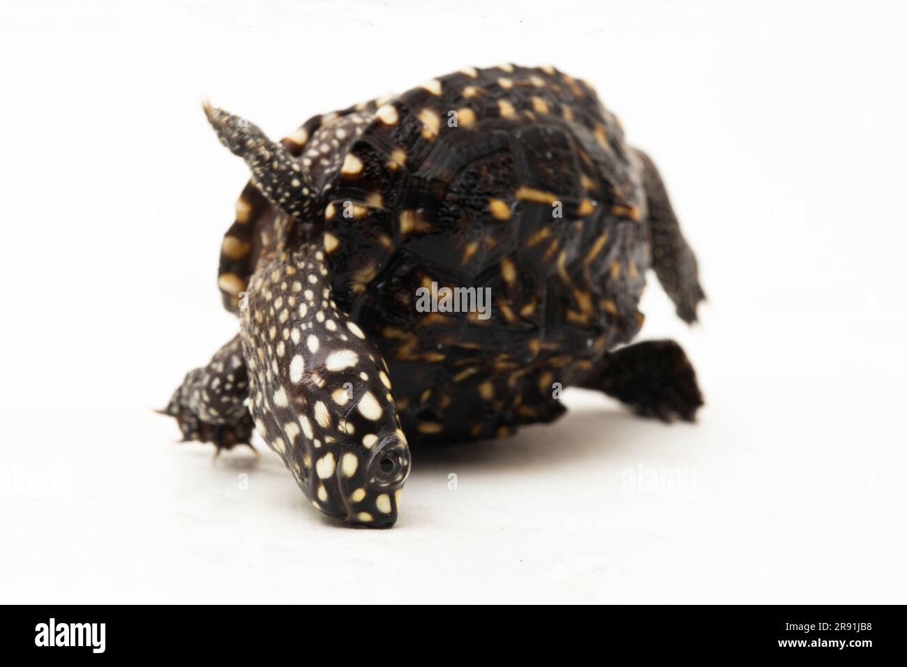 Die schwarze Teichschildkröte (Geoclemys hamiltonii), die gefleckte Teichschildkröte oder die indische Fleckschildkröte isoliert auf weißem Hintergrund Stockfoto