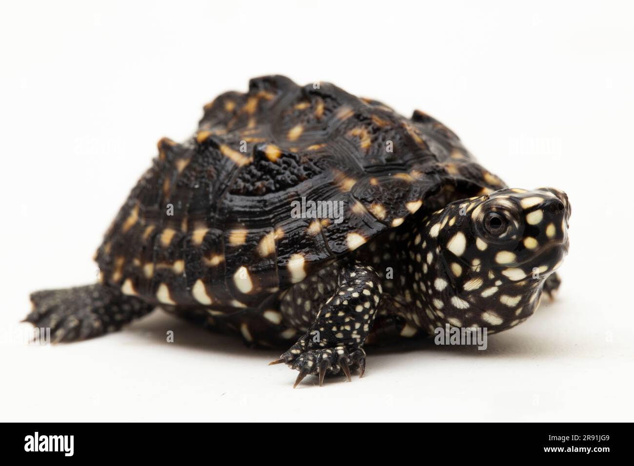 Die schwarze Teichschildkröte (Geoclemys hamiltonii), die gefleckte Teichschildkröte oder die indische Fleckschildkröte isoliert auf weißem Hintergrund Stockfoto