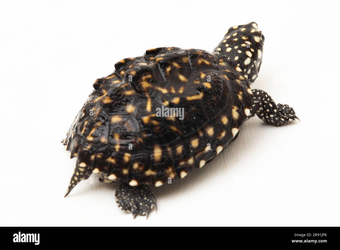Die schwarze Teichschildkröte (Geoclemys hamiltonii), die gefleckte Teichschildkröte oder die indische Fleckschildkröte isoliert auf weißem Hintergrund Stockfoto