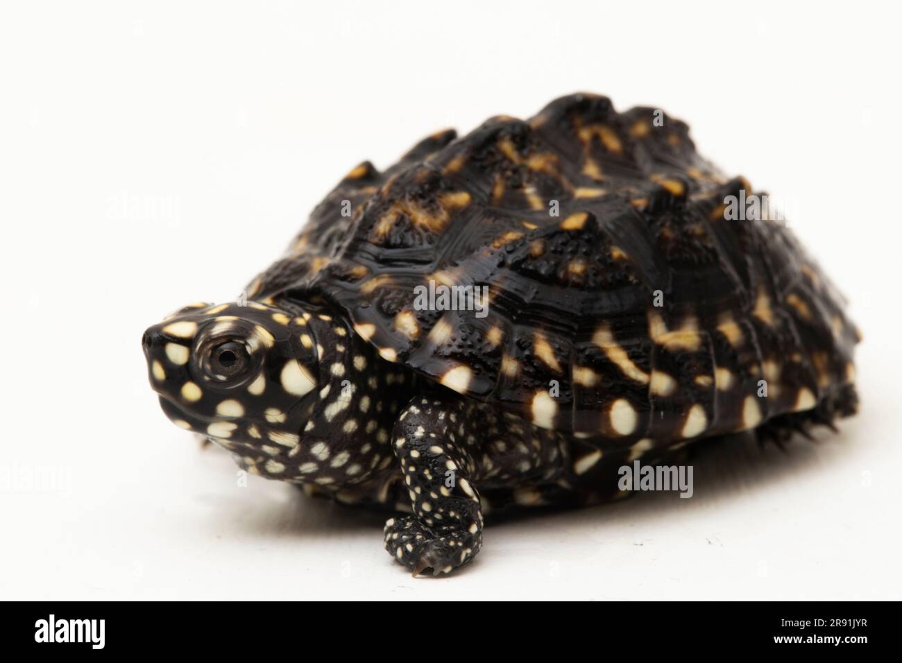 Die schwarze Teichschildkröte (Geoclemys hamiltonii), die gefleckte Teichschildkröte oder die indische Fleckschildkröte isoliert auf weißem Hintergrund Stockfoto
