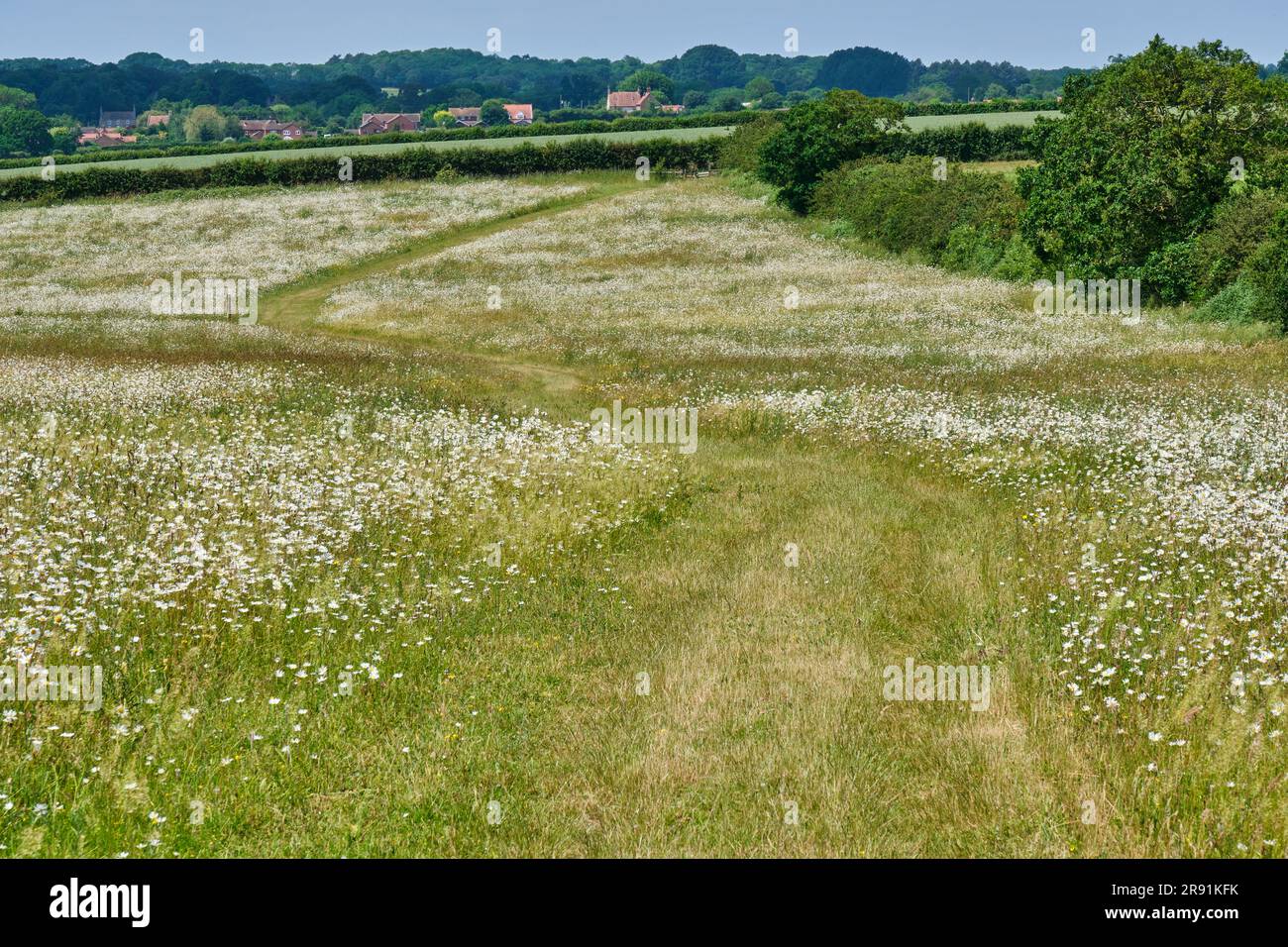 OX Eye Daisies auf der Courtyard Farm, in der Nähe von Ringstead, Norfolk Stockfoto