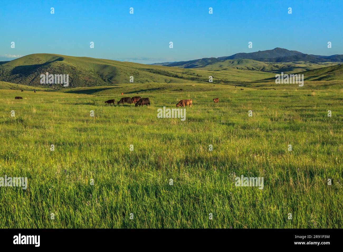 Rinder grasen in den Ausläufern der Granatreichweite bei Garnison, montana Stockfoto
