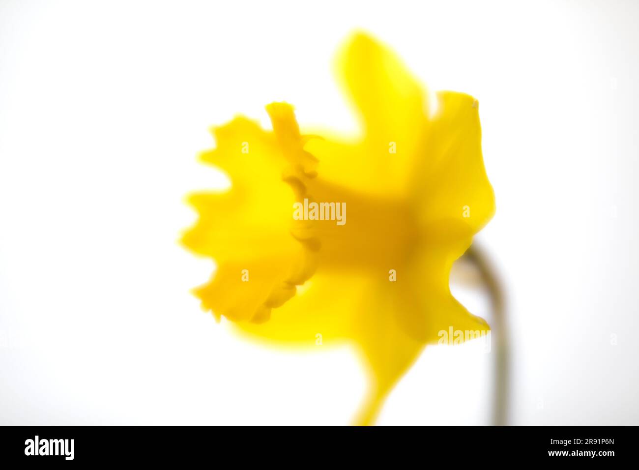 WA24319-00... WASHINGTON - Daffodil Stockfoto