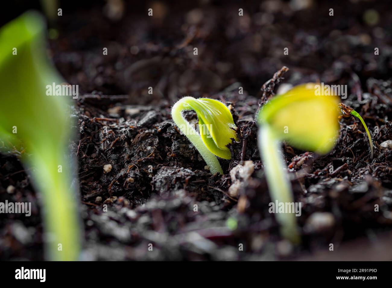 WA24326-00... WASHINGTON - Squash-Pflanze Sprout. Stockfoto