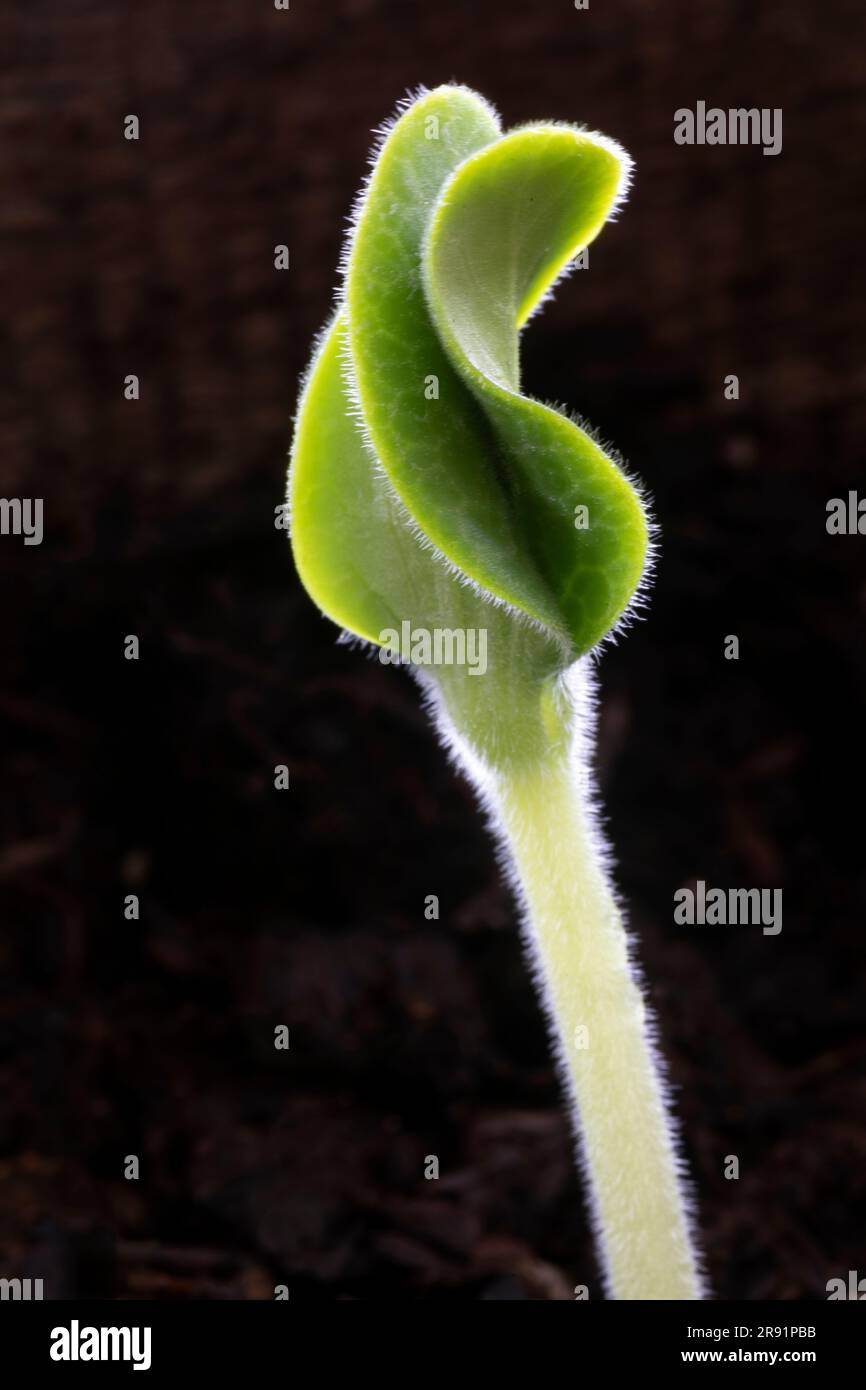 WA24329-00... WASHINGTON - Squash-Pflanze Sprout. Stockfoto