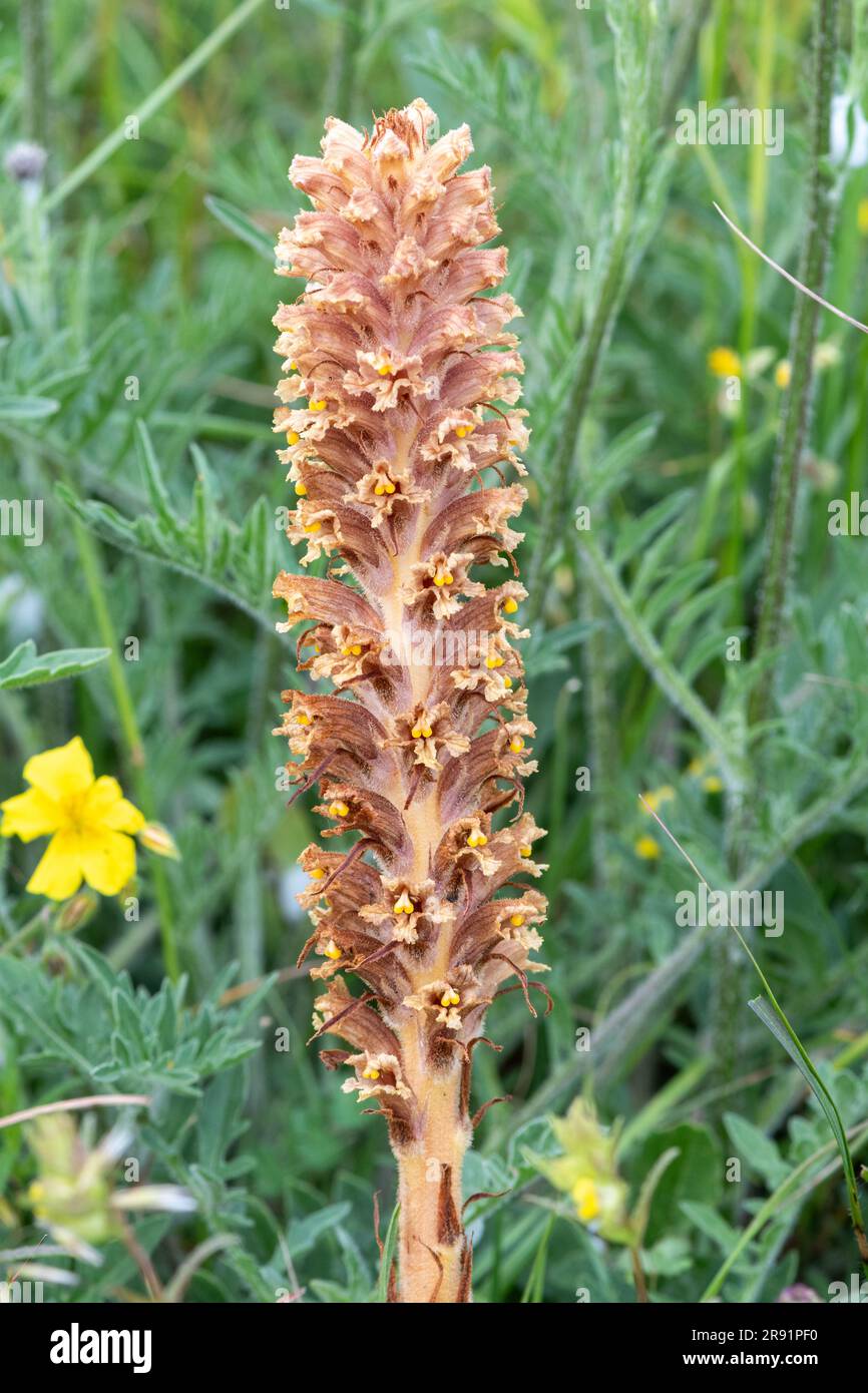 Knapweed broomrape (Orobanche elatior), eine aufrechte Pflanze, die Chlorophyll fehlt und auf Großalgen parasitär ist (Centaurea scabiosa), England, Großbritannien Stockfoto