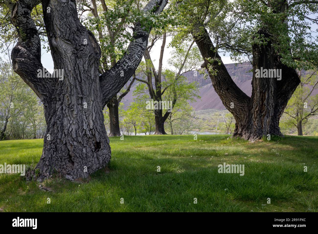 WA24434-00..... WASHINGTON – Schwarze Baumwollbäume im Sun Lakes State Park, Grant County. Stockfoto