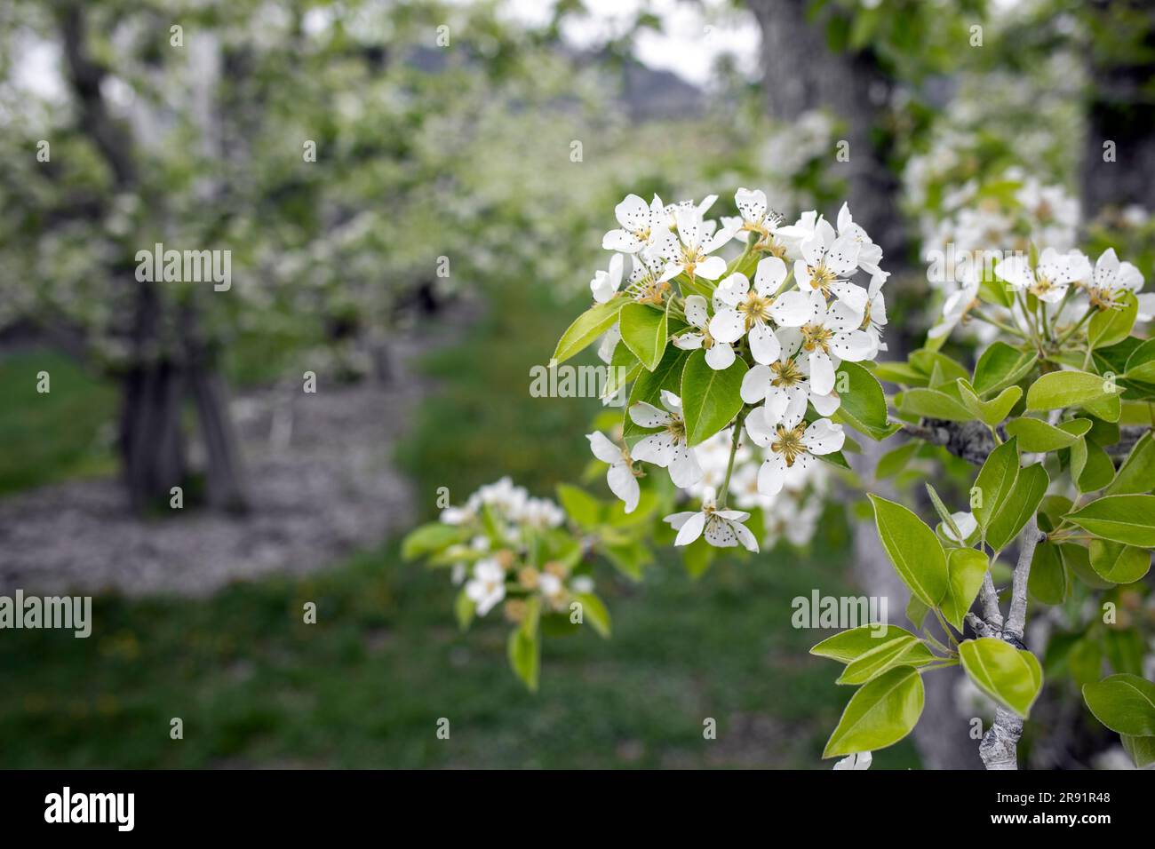 WA24456-00....WASHINGTON - Obstbäume im Wenatchee River Valley. Stockfoto