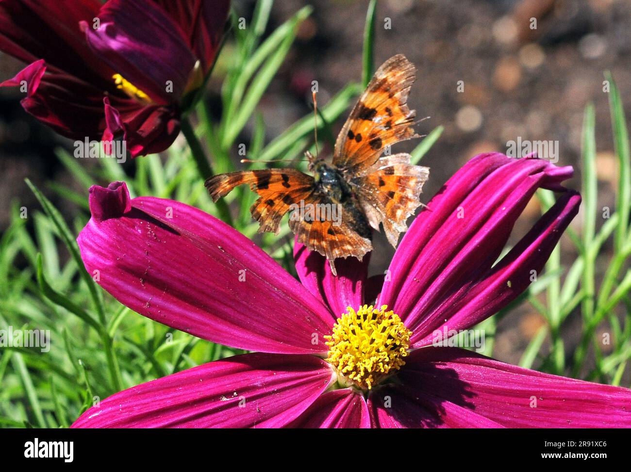 KOMMA-SCHMETTERLING IN EINEM GARTEN NEBEN DEM CASTLE SHORE PARK, PORTCHESTER. BILD MIKE WALKER, 2023 Stockfoto