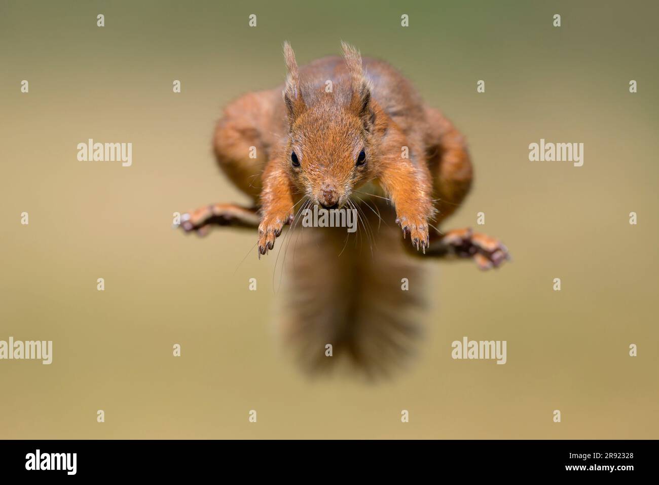 Rotes Eichhörnchen, das mitten in der Luft an sonnigen Tagen springt Stockfoto