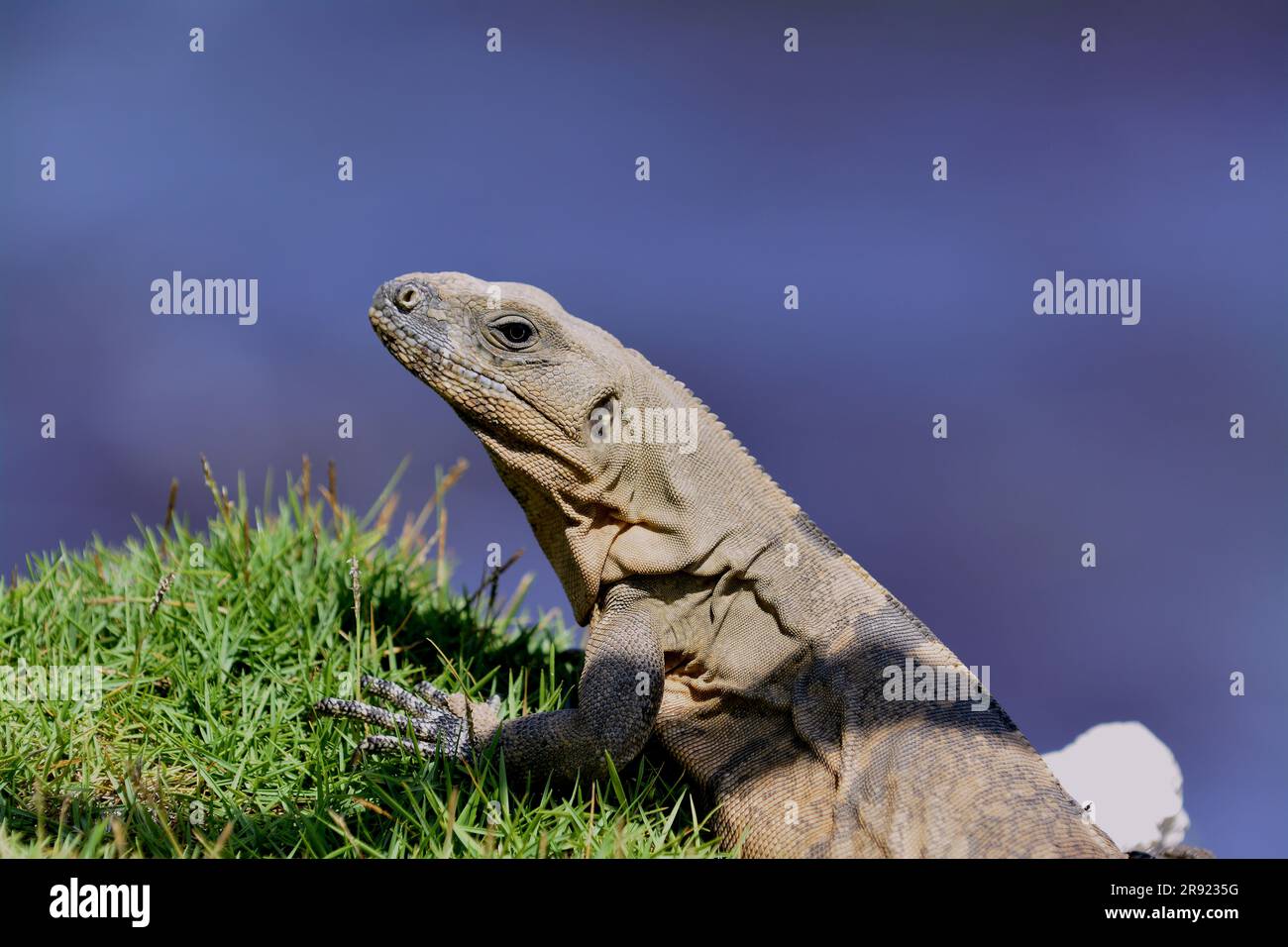 Mexikanische Wirbelsäule schwänzte Iguana beim Sonnenbaden im Gras Stockfoto