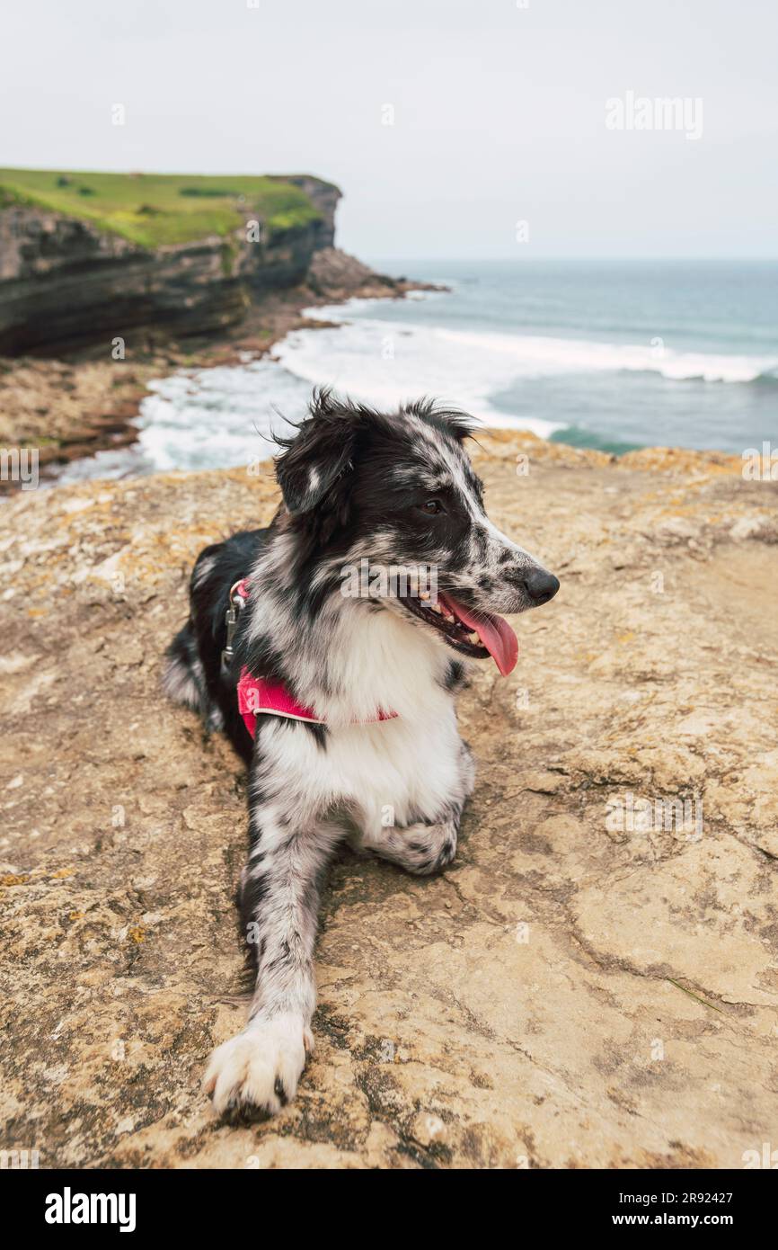 Hund liegt auf Felsen mit Strand im Hintergrund Stockfoto