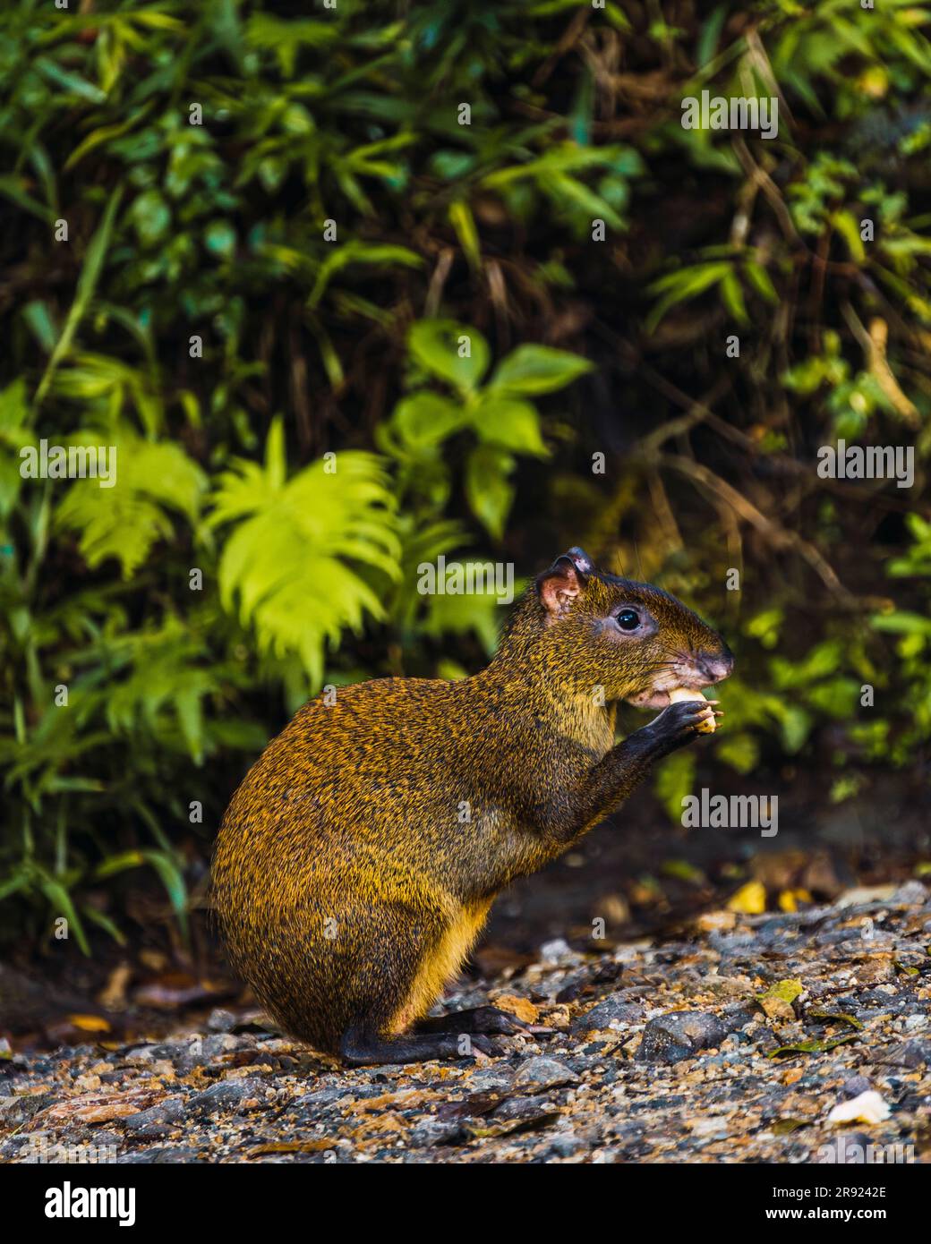 Aguti isst Nüsse in der Nähe von Pflanzen im Wald Stockfoto