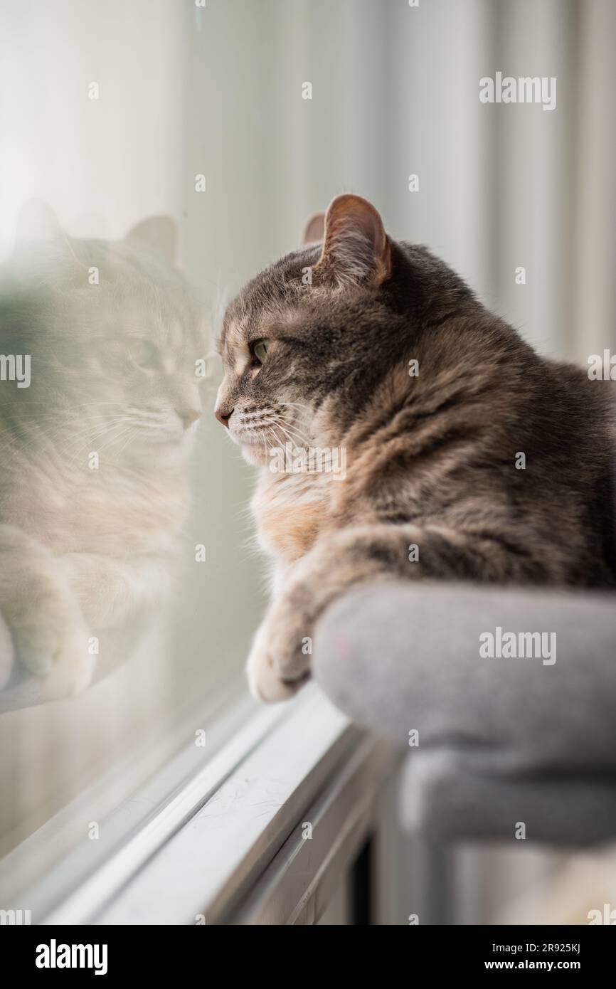 Eine graue, verdünnte Torbie-Katze, mit ihrer Nase gegen das Fenster gedrückt, die Vögel draußen ansieht, mit ihrem Spiegelbild im Fenster Stockfoto