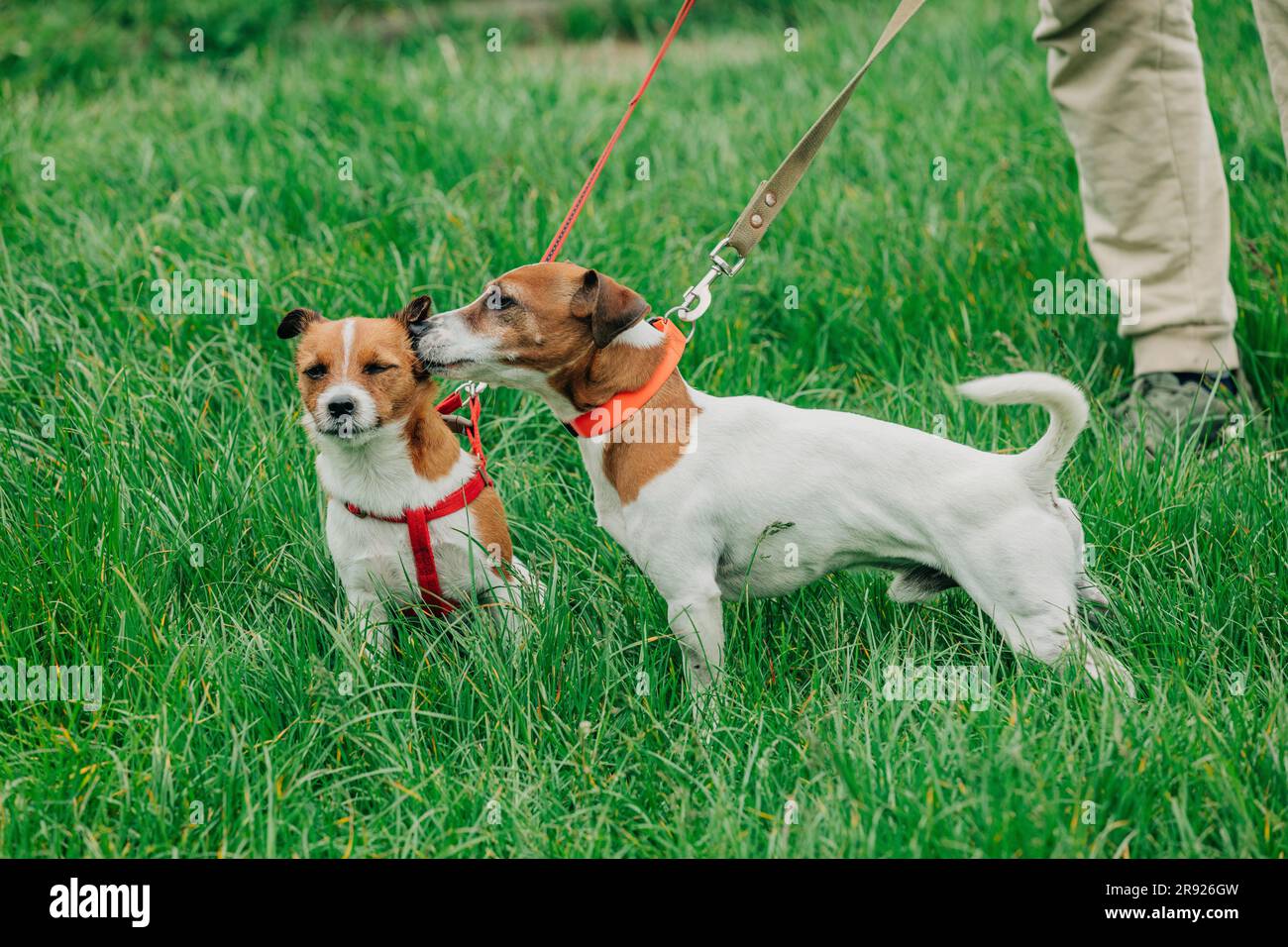 Ein Mann mit Jack Russell Terrier-Hunden im Park Stockfoto