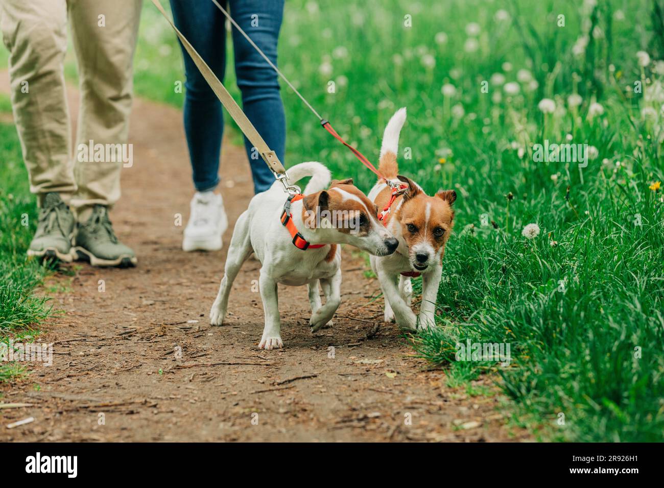 Mann und Frau gehen mit Jack Russell Terrier Hunden im Park Stockfoto