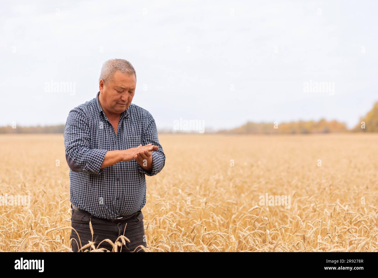 Senior Farmer untersucht Weizen in der Farm Stockfoto