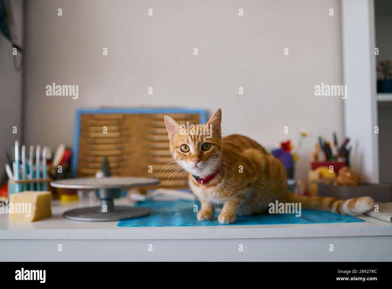 CAT sitzt in der Werkstatt auf dem Tisch Stockfoto