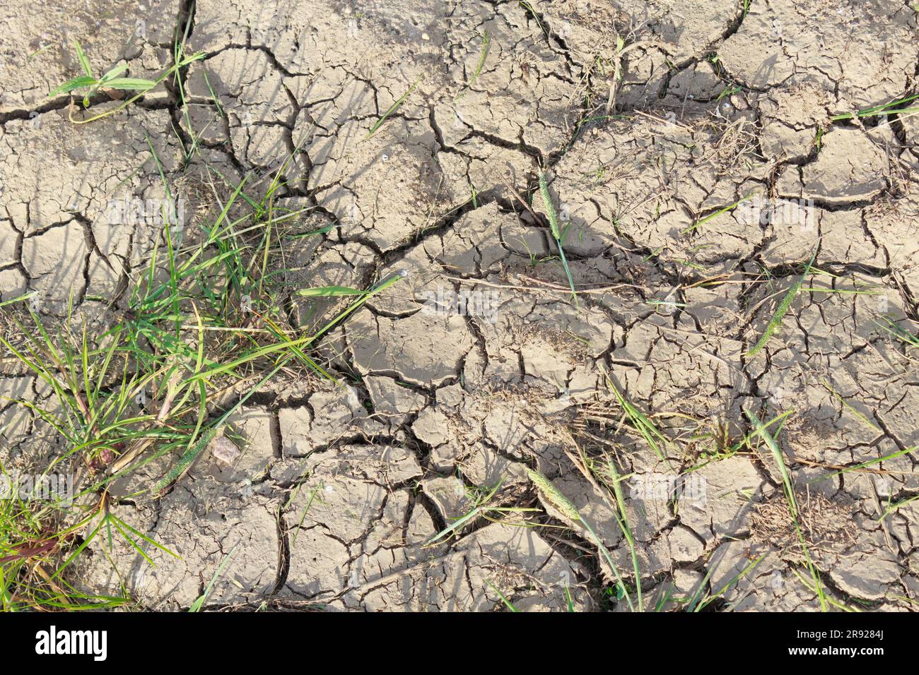 Trockener Boden mit Dürrerissen und kleinen Flecken von dünnem Gras bei Tageslicht. Stockfoto