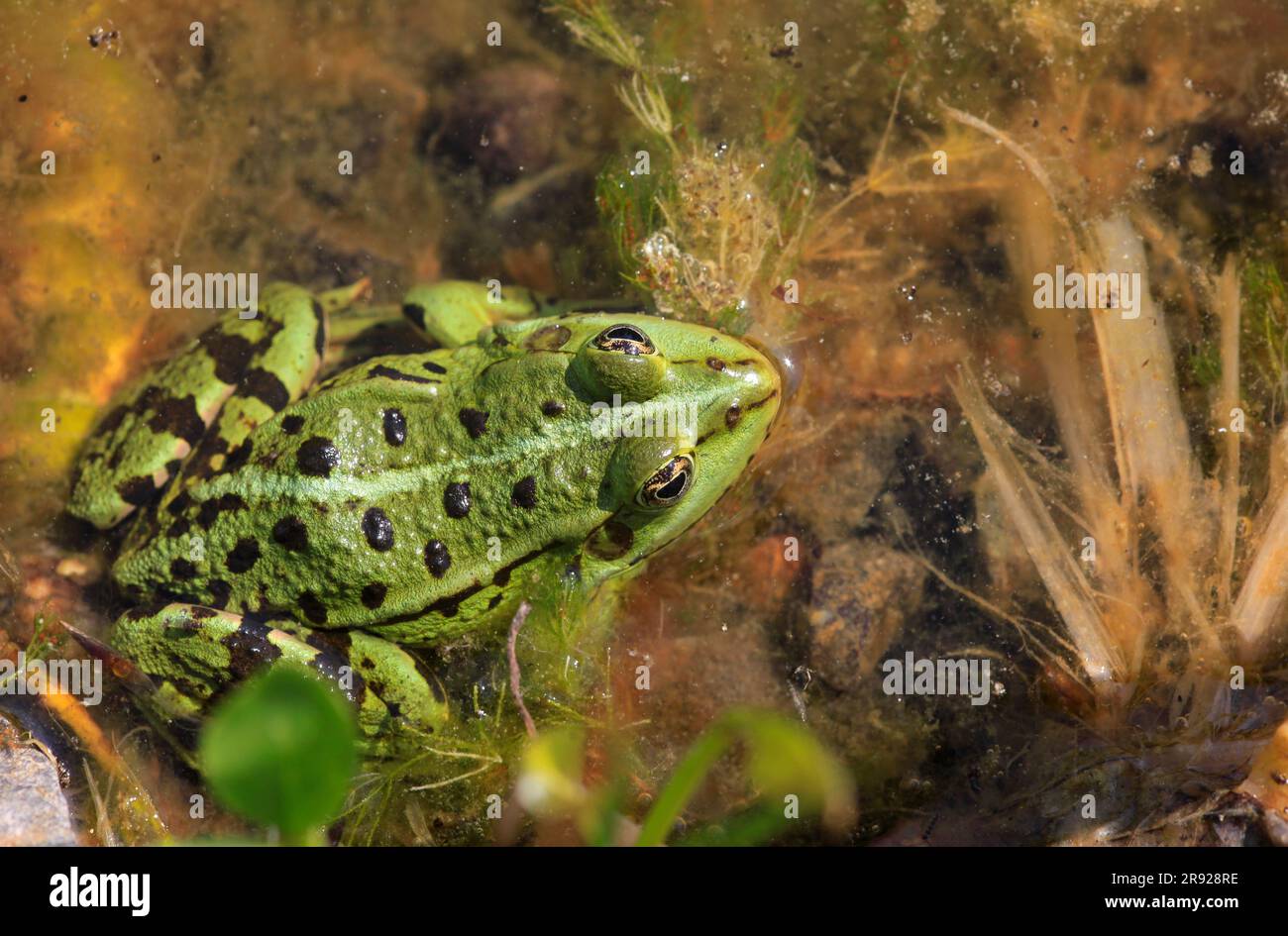 Frosch sitzend Fotos und Bildmaterial in hoher Auflösung Alamy