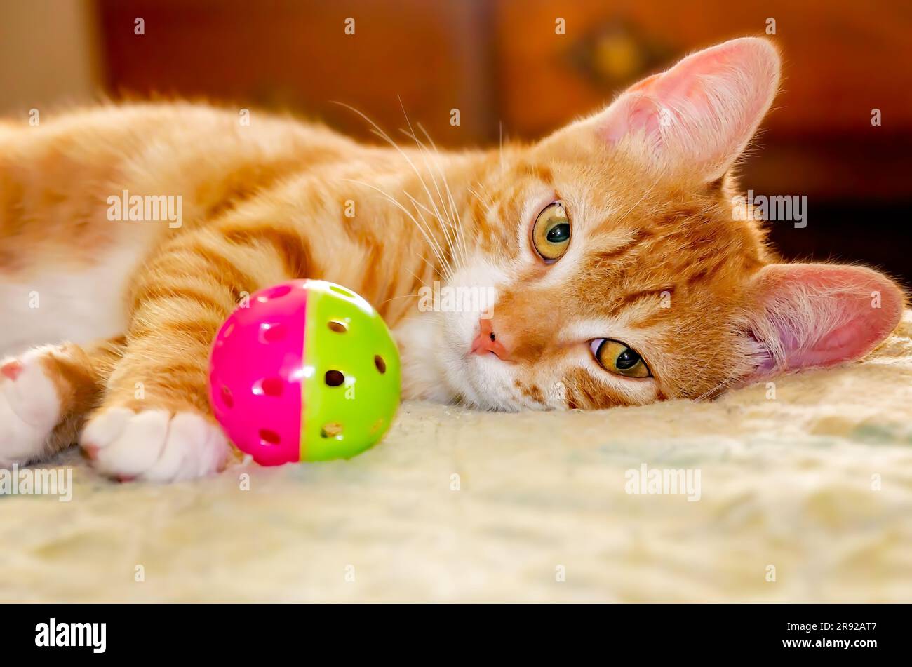 Wolfie, ein 10 Wochen altes, orange-weißes Kätzchen, spielt am 7. Juni 2023 mit einem Ball in CODEN, Alabama. Stockfoto