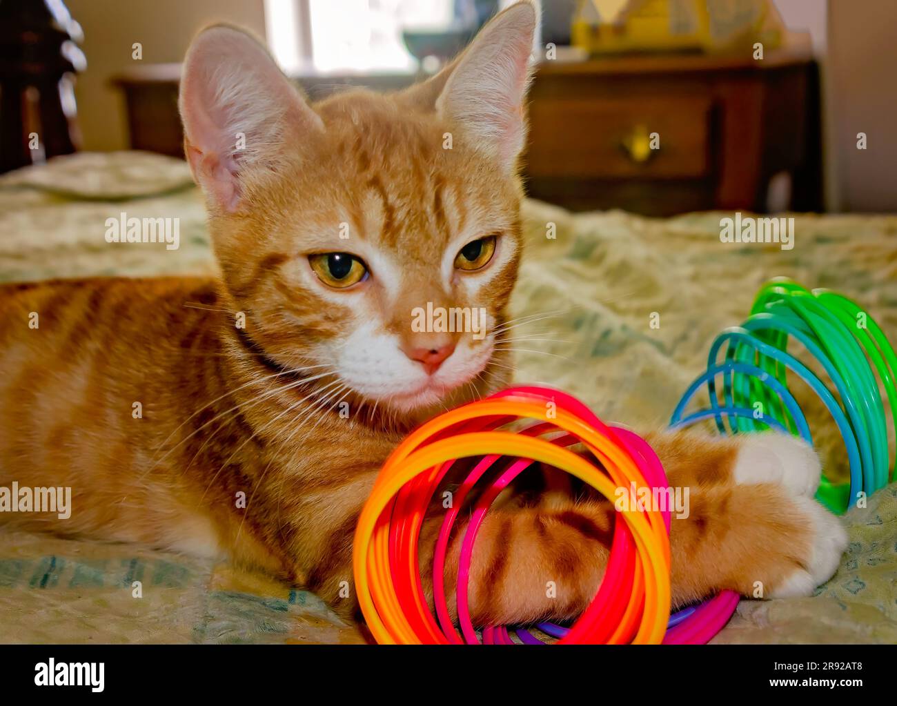 Wolfie, ein 10 Wochen altes, orange-weißes Kätzchen, spielt am 7. Juni 2023 in CODEN, Alabama, mit einem Plastikspielzeug aus Slinky. Stockfoto