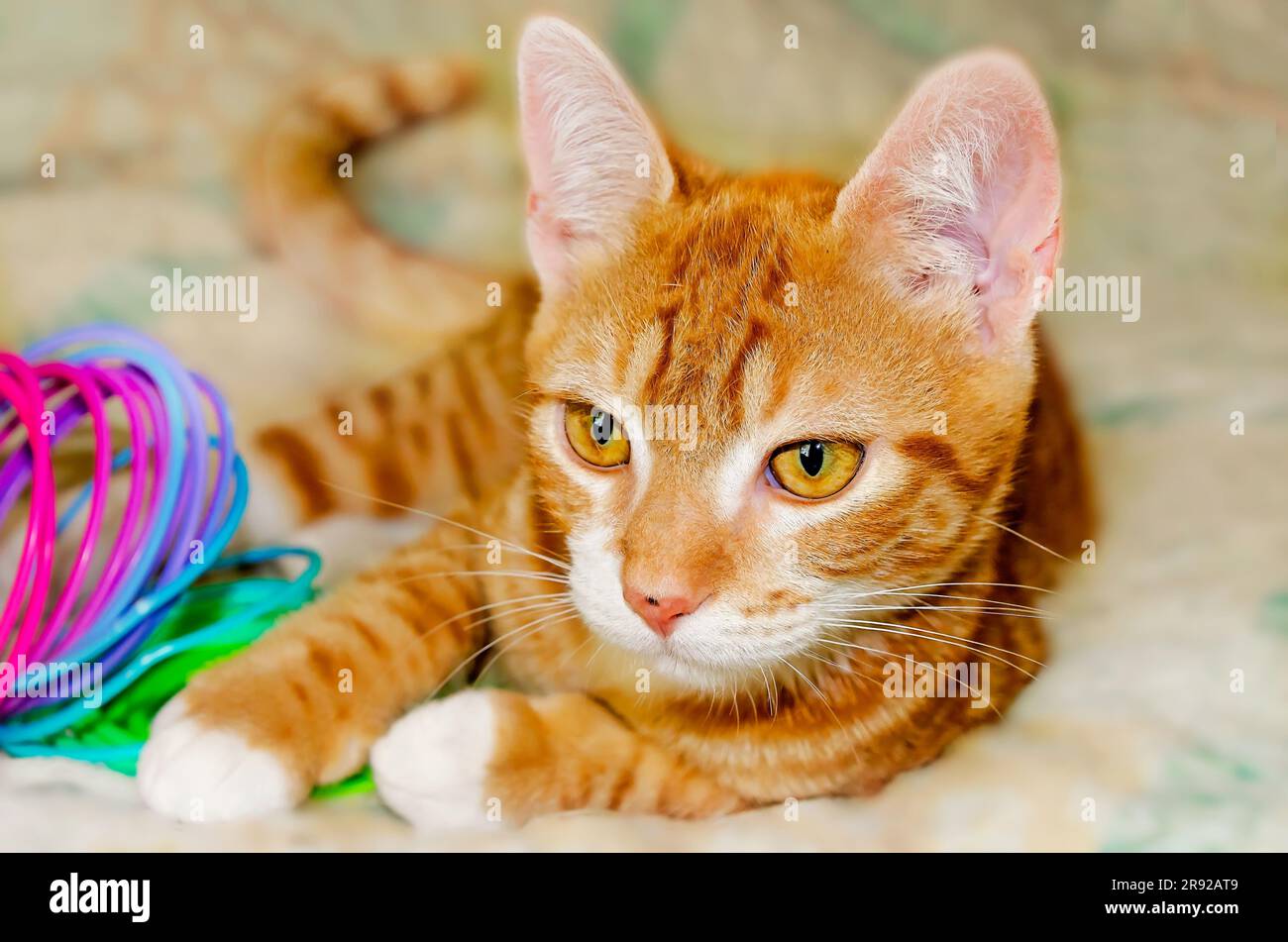 Wolfie, ein 10 Wochen altes, orange-weißes Kätzchen, spielt am 7. Juni 2023 in CODEN, Alabama, mit einem Plastikspielzeug aus Slinky. Stockfoto