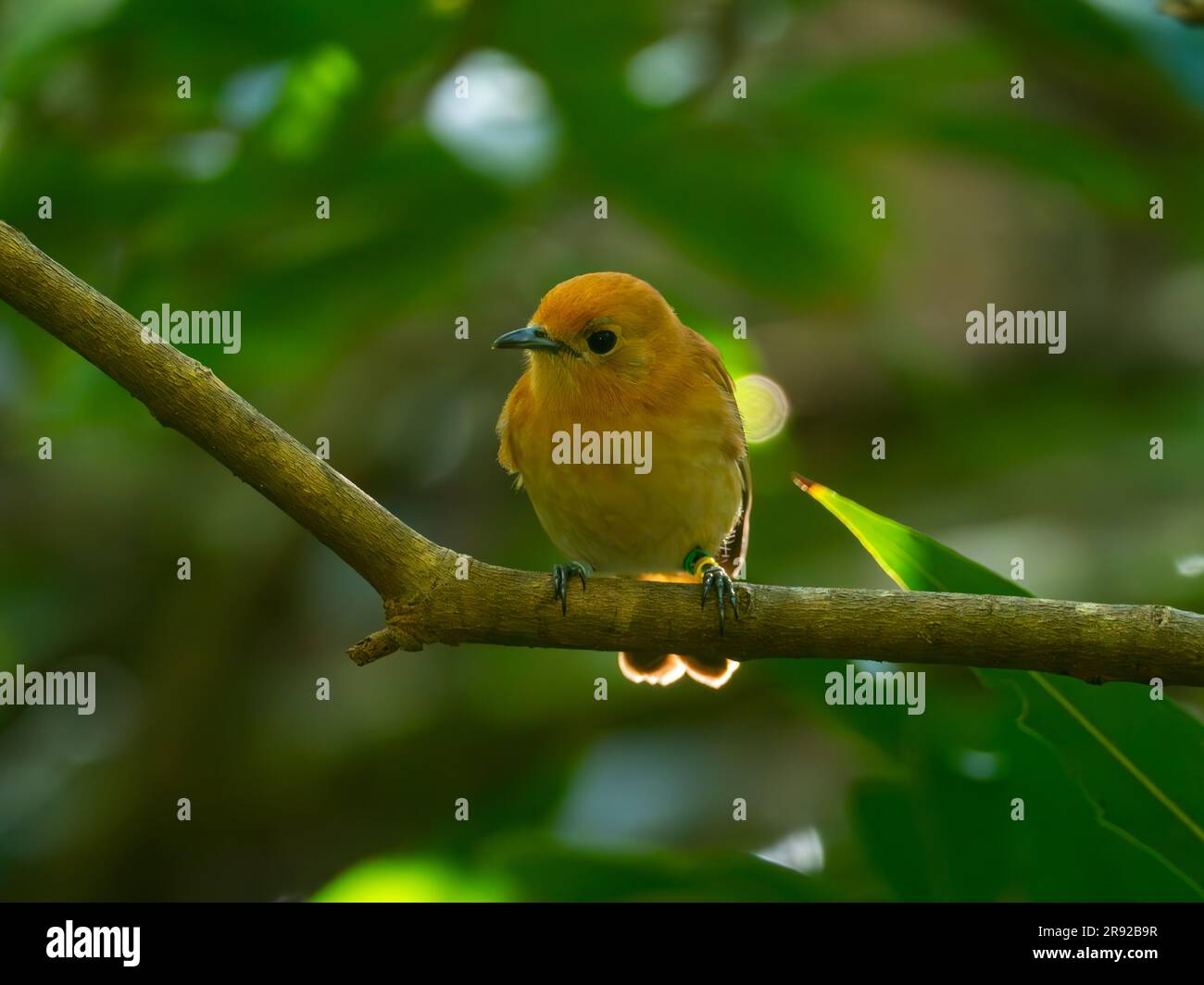 Rarotonga Monarch, Pomarea dimidiata, eine endemische und vom Aussterben bedrohte Art, die nur auf Rarotonga, Cook-Inseln, Südpazifik vorkommt Stockfoto