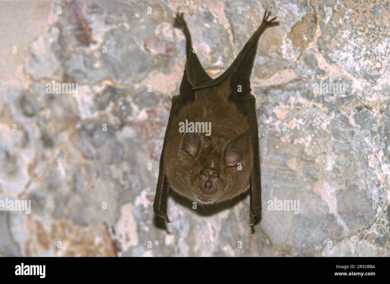 Große Hufeisenfledermaus (Rhinolophus ferrumequinum), hängt an einer Felswand in der Klosterruine, Kroatien, Istrien Stockfoto