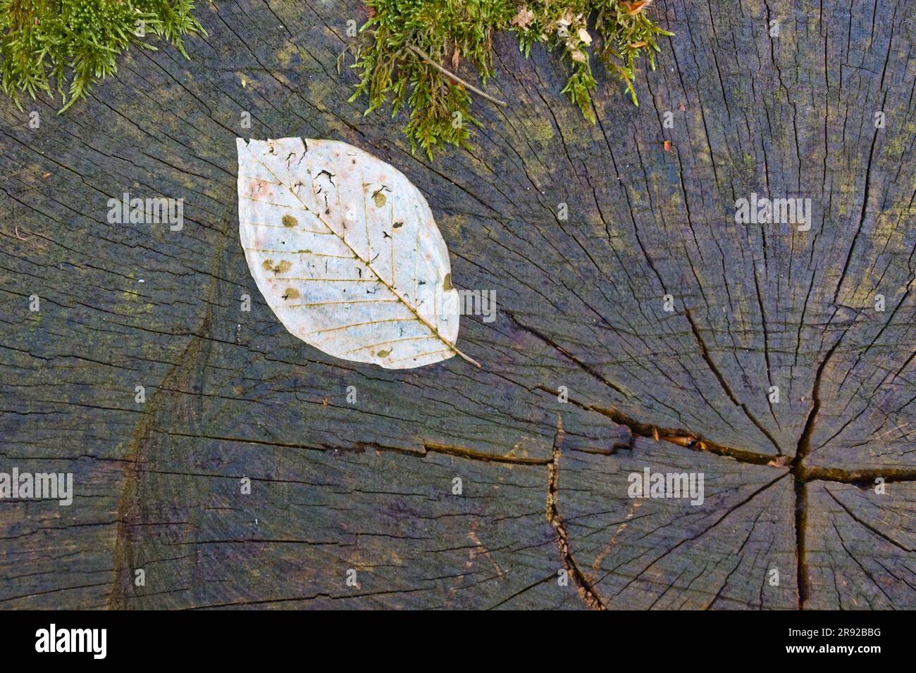 Kupferbuche (Fagus sylvatica var. Purpurea, Fagus sylvatica 'Atropunicea', Fagus sylvatica Atropunicea), verrottendes Buchenblatt an einem Baumsclice, Stockfoto