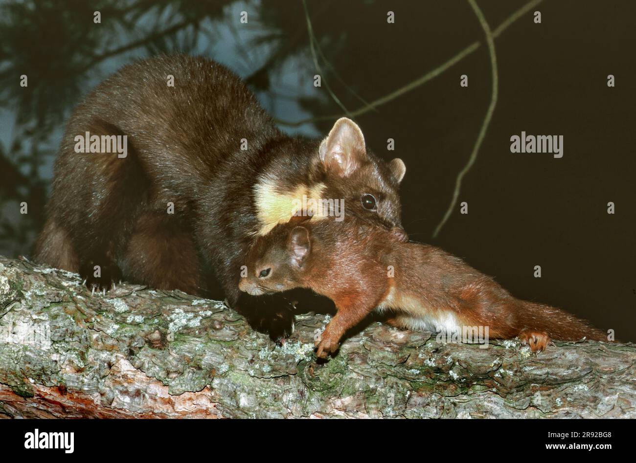 Europäischer Kiefernmarder (Martes martes), mit gebautem rotem Eichhörnchen, Deutschland, Bayern Stockfoto