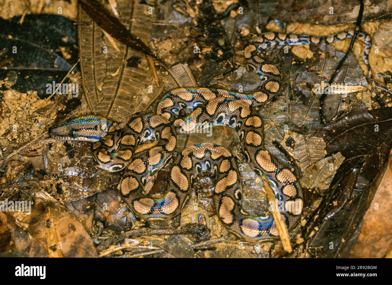 Brasilianische Regenbogenboa (Epicrates cenchria), im Biotop auf gefallenen Blättern, Französisch-Guayana, Französisch-Guayana, Kourou Stockfoto