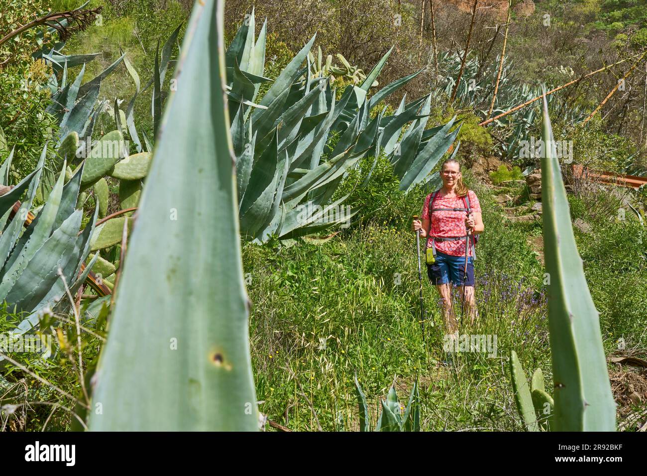 Agave, Century Plant (Agave americana), weibliche Wanderer zwischen Agaven, Kanarische Inseln, Gran Canaria, Barranco de Guayadeque Stockfoto