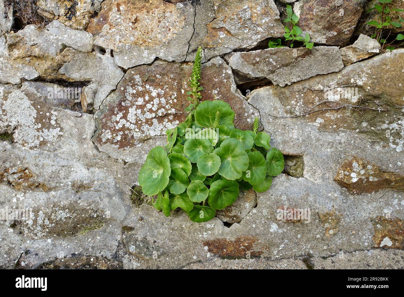 Navelwort, Pennywort (Nabbilicus rupestris), auf einer Natursteinwand, Frankreich, Bretagne Stockfoto