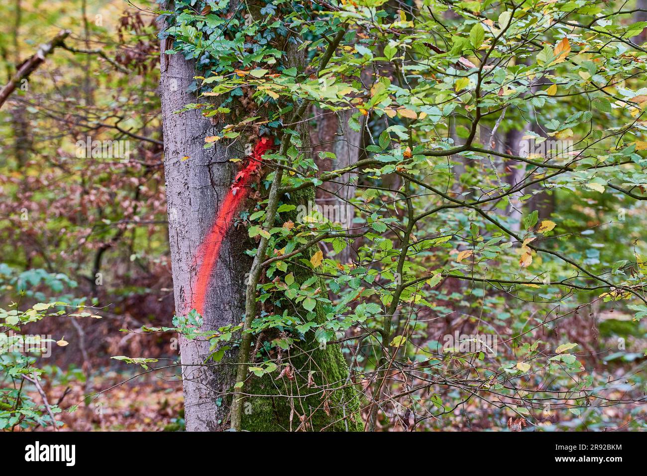 Gewöhnliche Buche (Fagus sylvatica), rote Markierung auf einem Stamm zum Fällen, Deutschland Stockfoto