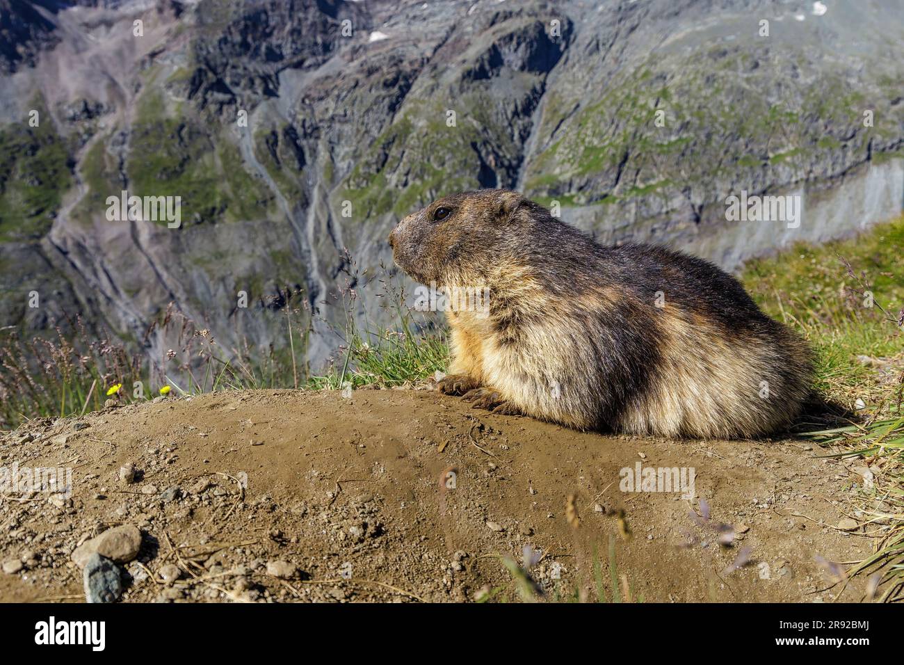 das alpine Murmeltier (Marmota marmota) liegt in seiner Höhle und späht, Blick von der Seite, Österreich, Kärnten, hoher Tauern Nationalpark, Großglockner Stockfoto