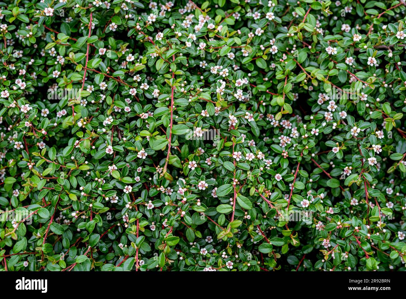 Cotoneaster dammeri, der Bärentoneaster, ist eine Art Blütenpflanze der Gattung Cotoneaster, die zur Familie Rosaceae gehört, aus der sie stammt Stockfoto