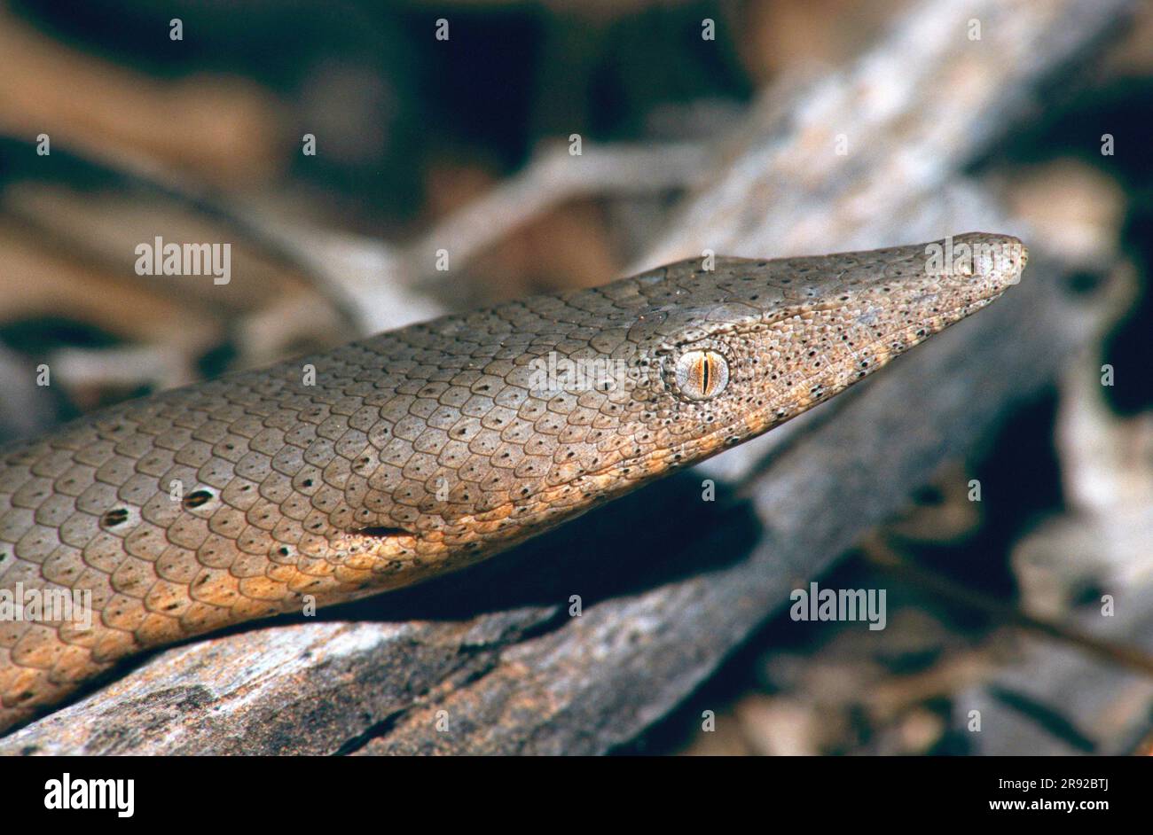 Burton's Beinlose Lizard (Lialis burtonis), Porträt im Biotop, Seitenansicht, Australien, Queensland Stockfoto