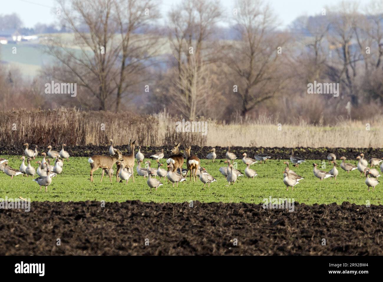 Graugans (Anser anser), große Herde, die im Spätherbst zusammen mit Hirschen in einem WinterGetreidefeld Hirsche füttert, Deutschland, Bayern, Erdinger Moos Stockfoto