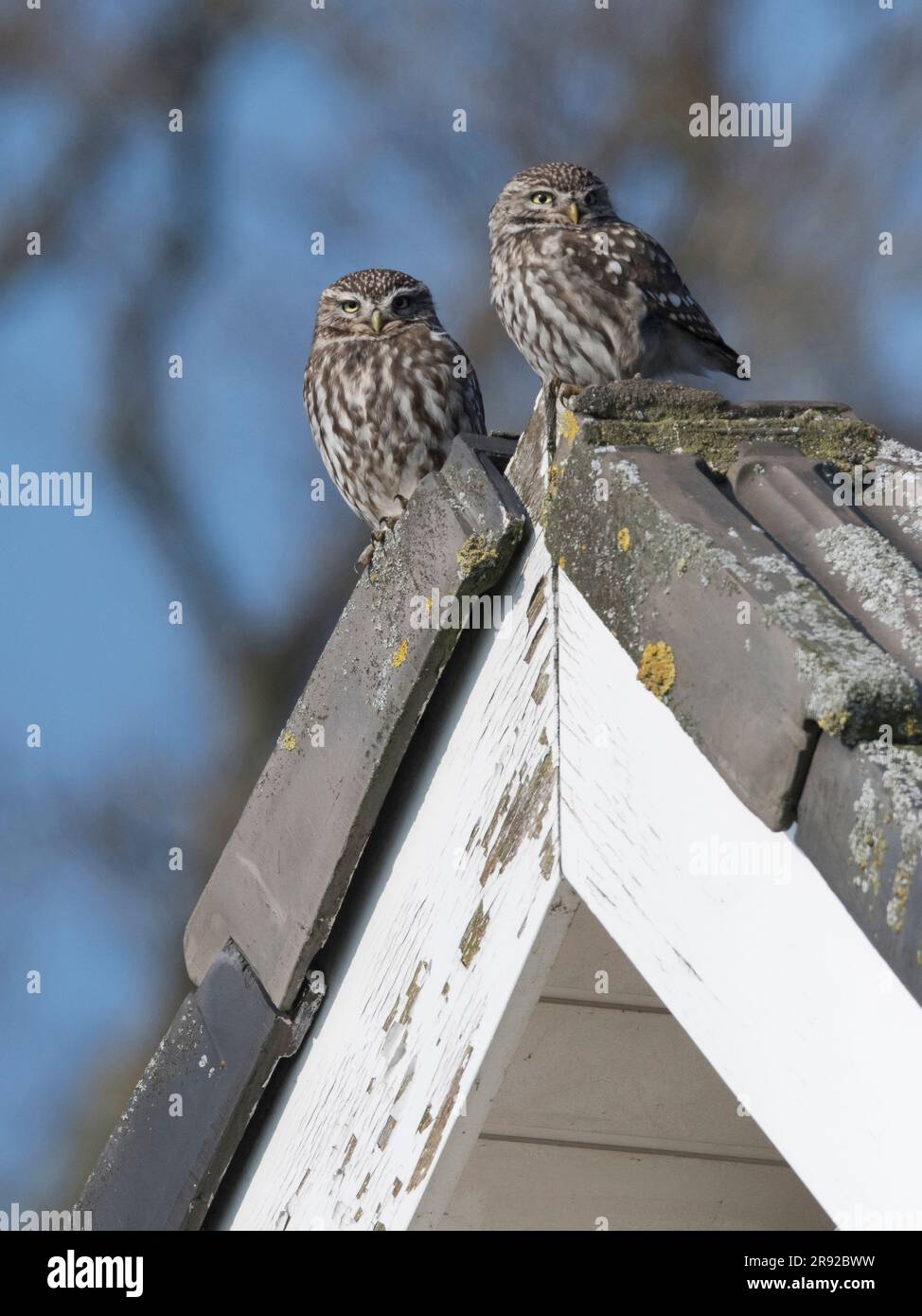 Kleine Eule (Athene noctua), zwei kleine Eulen, die auf einem Hausdach zusammenstehen, Niederlande, Overijssel Stockfoto
