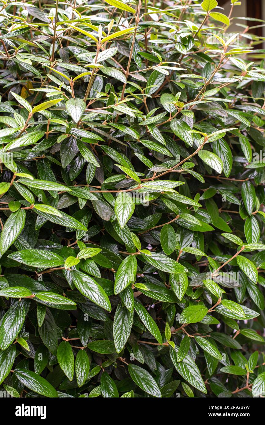 Cotoneaster salicifolius, die weidenblättrige Kokosnuss, ist eine trockentolerante, immergrüne bis halbimmergrüne, tief liegende, Kleine bis mittelgroße Sträucher mit Stockfoto