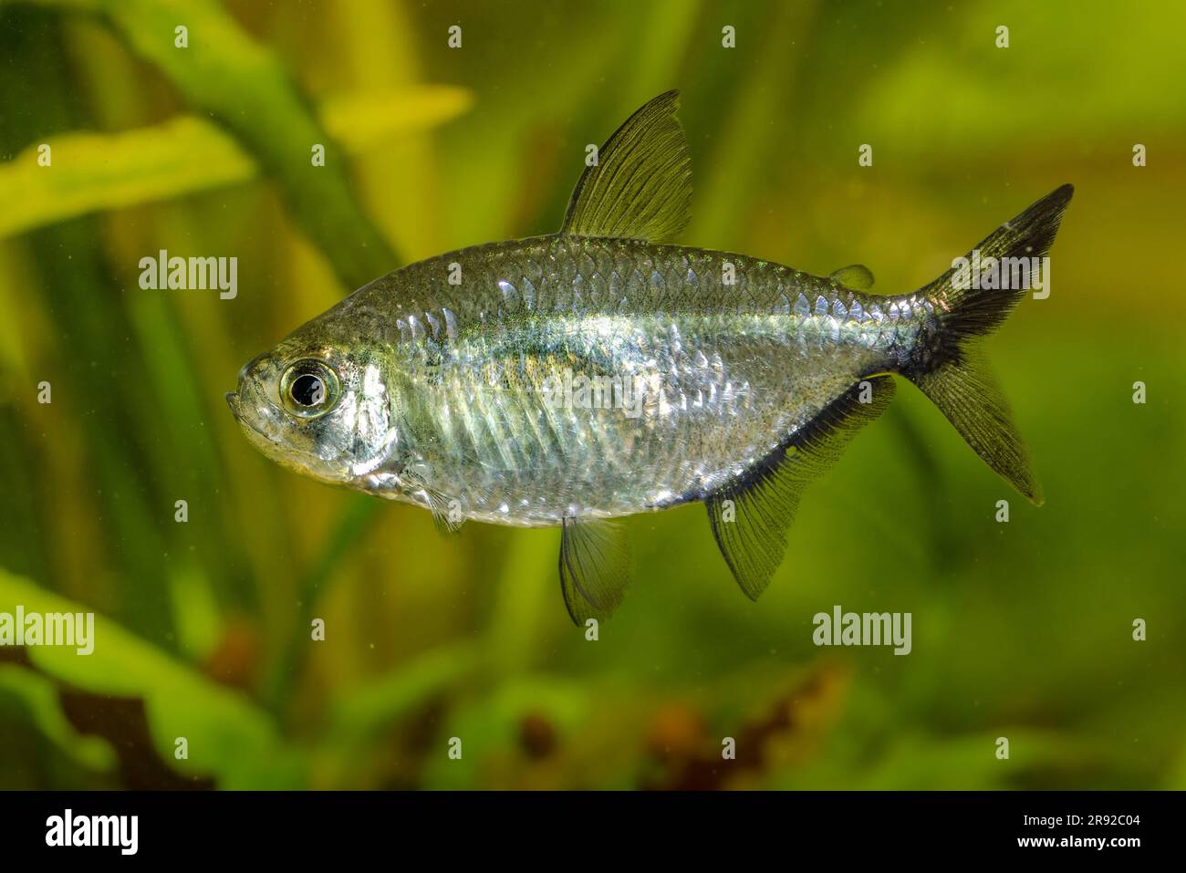 Rochen-Flossen-Fische (Moenkhausia-Costae), Schwimmen, Seitenansicht Stockfoto