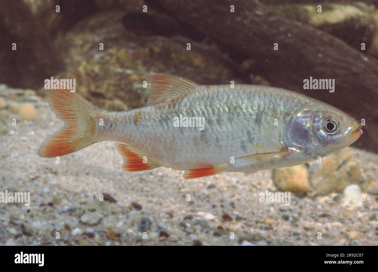 Rochen-Flossenfisch (Scardinius racovitzai), Schwimmen, Seitenansicht, Rumänien Stockfoto