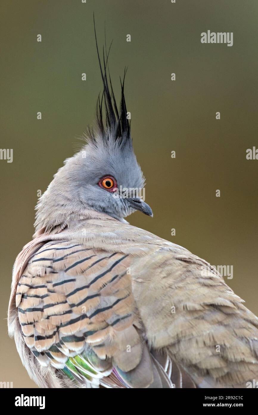 Kammtaube (Ocyphaps lophotes), Preening, Australien, Suedaustralien Stockfoto