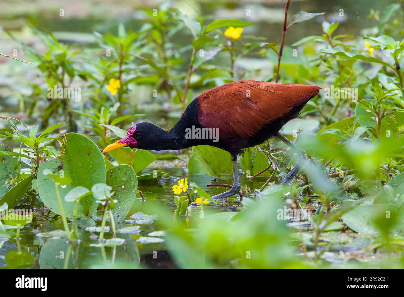 Wattled Jacana (Jacana Jacana), Walking, Brasilien, Regua Stockfoto